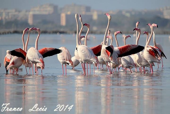 10255427_10152068643821943_5369587130024931161_n