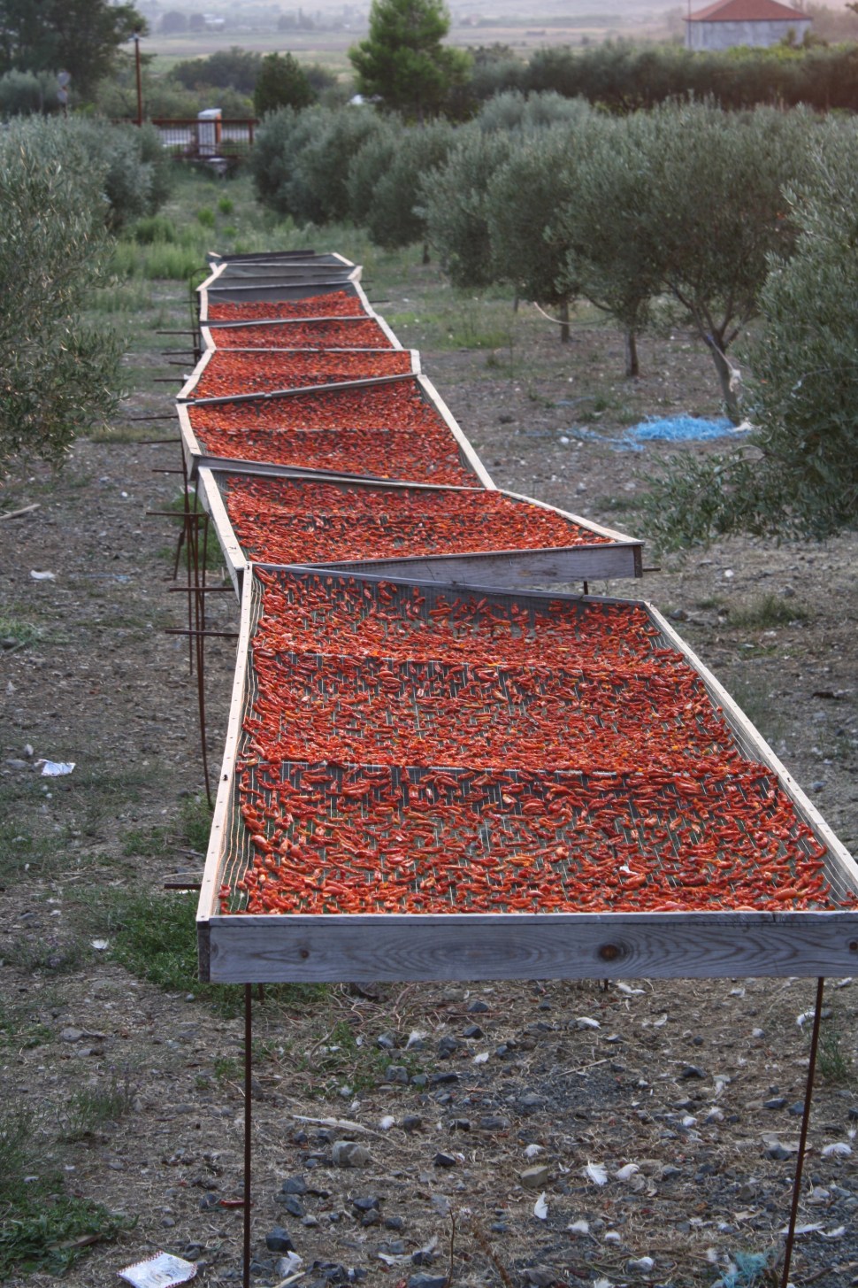 ALBANIA agosto2019 538